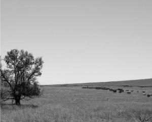 julie sneed farm