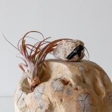 black tourmaline with air plant and teak sphere 