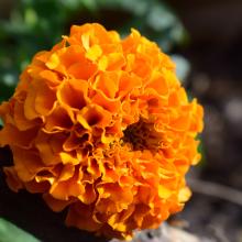 marigold