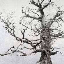 EXPLORE | TACITA DEAN: BLIND FOLLY 