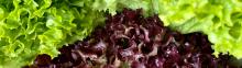 Image of Spicy Chicken Lettuce Wraps