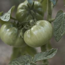 Image of Fried Green Tomatoes