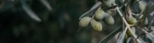Image of Marinated Olives and Feta