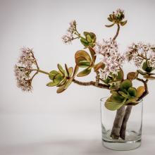 Image of  Sunday Selects | Variations on Botanicals + Objects 