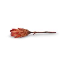 Dried Protea Stems Bundle by Objects