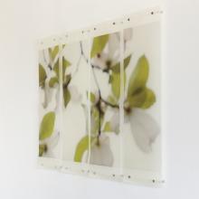 Dogwood (White), No. 10 by Jeri Eisenberg