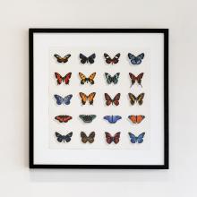 Twenty Butterflies: Silvery Checkerspot by George Dombek