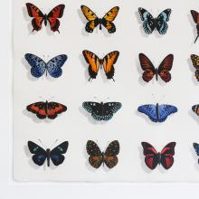Twenty Butterflies: Silvery Checkerspot by George Dombek