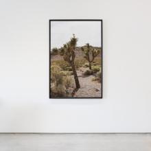 Joshua Trees by Lindsay Petersen