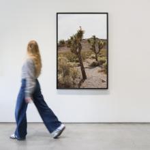 Joshua Trees by Lindsay Petersen