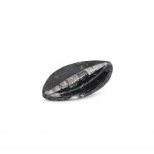 Tear Drop Fossilized Tray by Objects