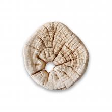 Exposed Grain Log Ends by Objects
