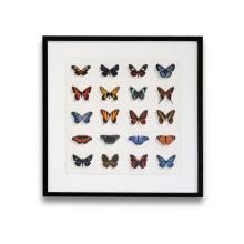 Twenty Butterflies: Silvery Checkerspot by George Dombek