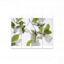 Dogwood (White), No. 10 by Jeri Eisenberg